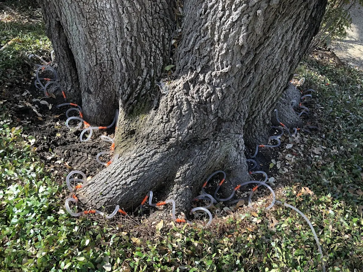 Detailed Tree Cabling and Bracing job site in North Troy